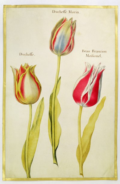 Tulpen, c.1675 door Nicolas Robert